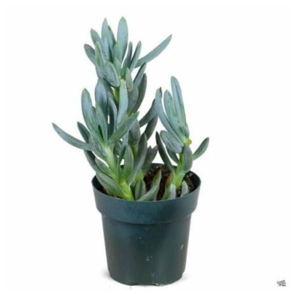 Blue Chalk Stick Plant | Natural Plants | Plants for The Home Decor | Best succulent plant