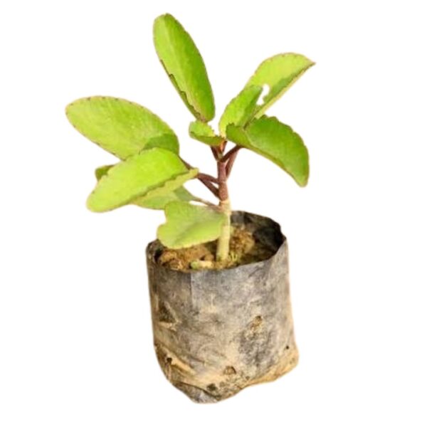 Patharchatta Medicinal Plants | Natural Plants | Plants for Home | Best Plants for Home as Per Vastu
