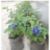 Aparajita Butterfly Blue Pea Flower Plant | Ayurved plants | Best Plants for Home as Per Vastu | Aparajita Natural Plant