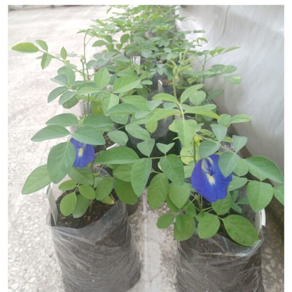 Aparajita Butterfly Blue Pea Flower Plant | Ayurved plants | Best Plants for Home as Per Vastu | Aparajita Natural Plant