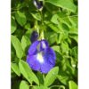 Aparajita1 Butterfly Blue Pea Flower Plant | Ayurved plants | Best Plants for Home as Per Vastu | Aparajita Natural Plant
