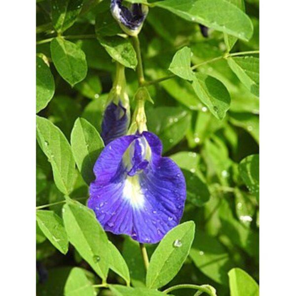 Aparajita1 Butterfly Blue Pea Flower Plant | Ayurved plants | Best Plants for Home as Per Vastu | Aparajita Natural Plant