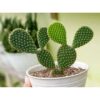 Bunny Ear Cactus | Plants for The Home Decor | Natural Plant | Look Like a Rabbit's Ears