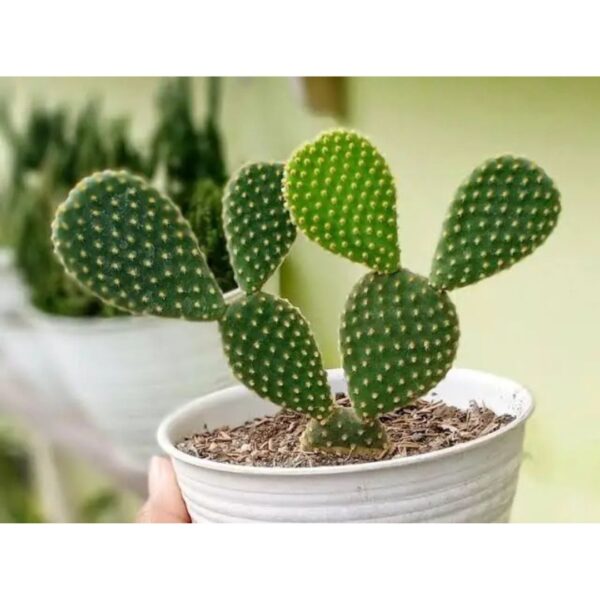 Bunny Ear Cactus | Plants for The Home Decor | Natural Plant | Look Like a Rabbit's Ears