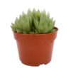 Haworthia Cooperia Haworthia Cooperi | Natural Indoor Plant | Succulent Plant | Plants for Indoor Living Room | Plants for The Home Decor