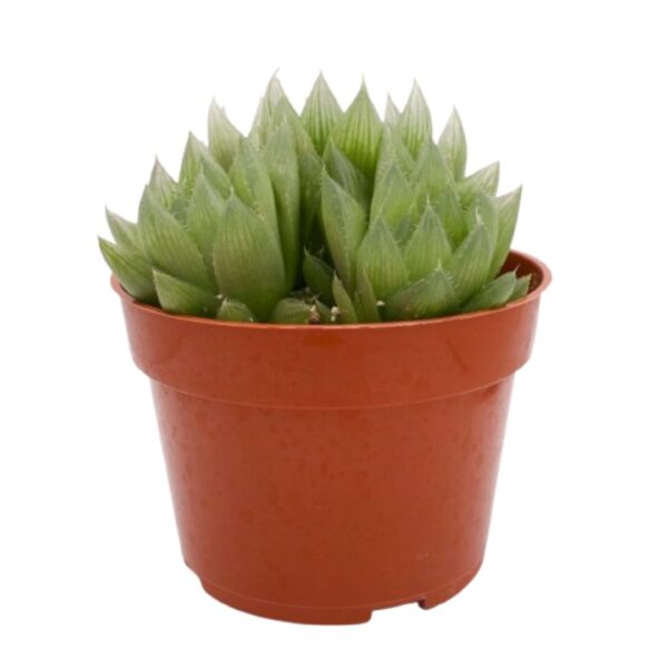 Haworthia Cooperia Haworthia Cooperi | Natural Indoor Plant | Succulent Plant | Plants for Indoor Living Room | Plants for The Home Decor