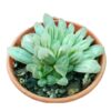Haworthia_Cooperia Haworthia Cooperi | Natural Indoor Plant | Succulent Plant | Plants for Indoor Living Room | Plants for The Home Decor