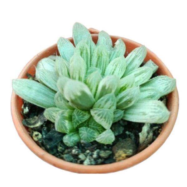 Haworthia_Cooperia Haworthia Cooperi | Natural Indoor Plant | Succulent Plant | Plants for Indoor Living Room | Plants for The Home Decor