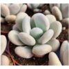 Moonstone Succulent Plant | Natural Indoor Plants | Plants for Indoor living room | Plants for The Home Decor