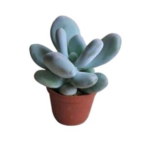 Moon stone Moonstone Succulent Plant | Natural Indoor Plants | Plants for Indoor living room | Plants for The Home Decor