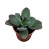 Mother of Thousands | Natural Indoor Plants | Unique Succulent Plant | Plants for The Home Decor