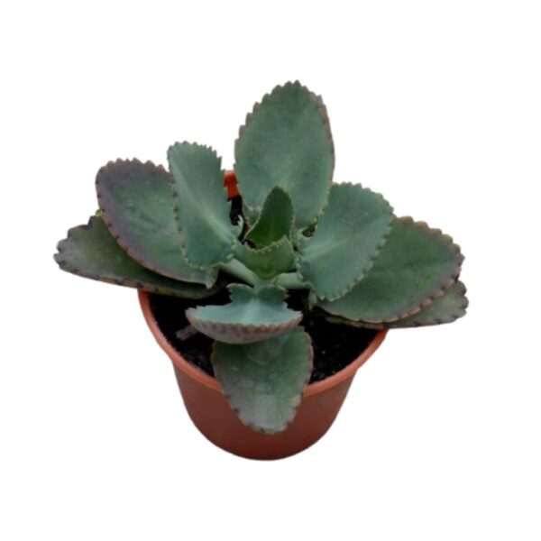 Mother of Thousands | Natural Indoor Plants | Unique Succulent Plant | Plants for The Home Decor