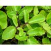 Patharchatta Medicinal Plants | Natural Plants | Plants for Home | Best Plants for Home as Per Vastu