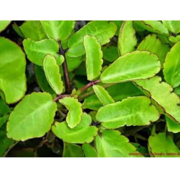 Patharchatta Medicinal Plants | Natural Plants | Plants for Home | Best Plants for Home as Per Vastu