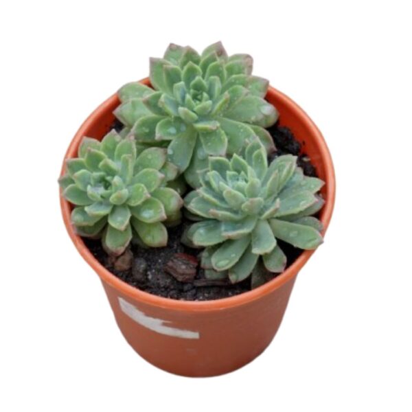 Mexican Snowball | Natural Indoor Plant | Best Plants for Home as Per Vastu | Home Decor Succulent