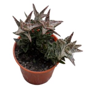 Tiger Tooth Aloe Tiger Tooth Aloe | Aloe juvenna | Natural Indoor Plant | Best Plants for Home as Per Vastu