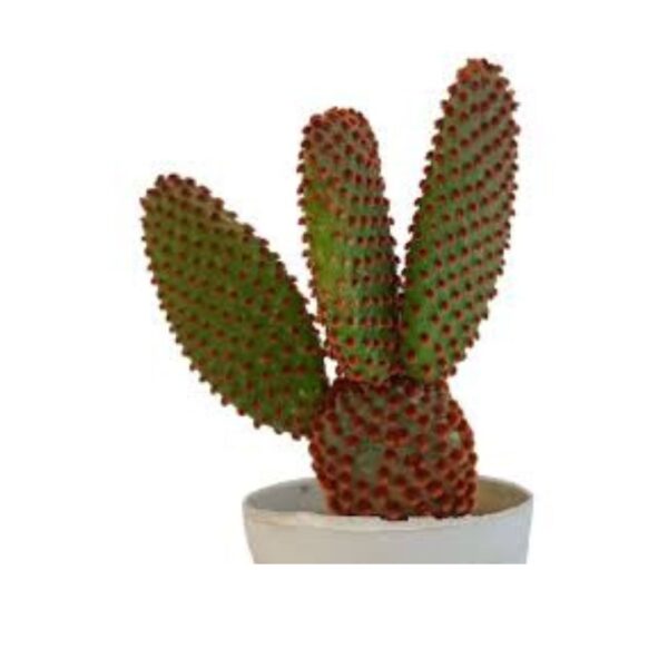 Bunny Ear Cactus | Plants for The Home Decor | Natural Plant | Plant Look Like a Rabbit's Ears