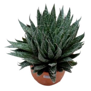 Untitled design (1) Lace Aloe Succulent | Natural Plant | Plants for The Home Decor | Rare Plants