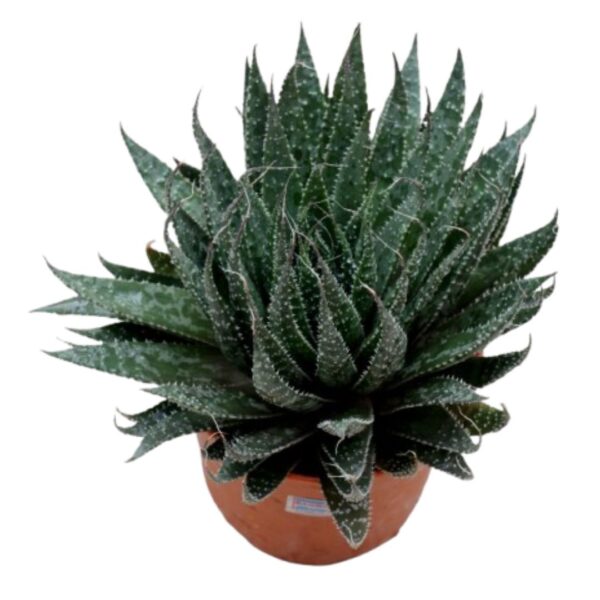 Lace Aloe Succulent | Natural Plant | Plants for The Home Decor | Rare Plants