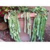 Burro's Tail Plant | Best Plants for Home as Per Vastu | Plants for The Home Decor | Best Hanging Basket Plant