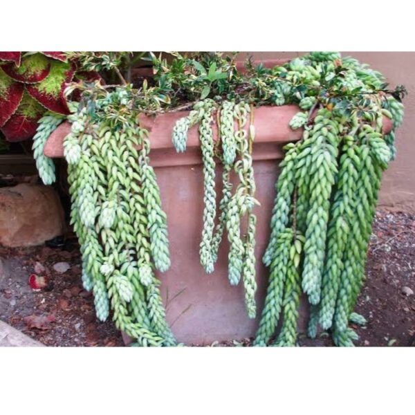 Burro's Tail Plant | Best Plants for Home as Per Vastu | Plants for The Home Decor | Best Hanging Basket Plant