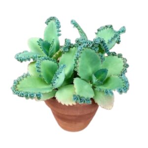 Untitled design (3) Mother of Thousands | Natural Indoor Plants | Unique Succulent Plant | Plants for The Home Decor