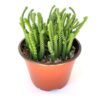 Watch Chain Plant Watch Chain Plant | Natural Indoor Plants | Best Plants for Home as Per Vastu | Plants for The Home Decor