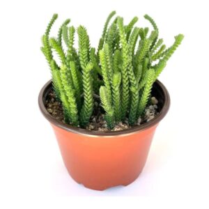 Watch Chain Plant Watch Chain Plant | Natural Indoor Plants | Best Plants for Home as Per Vastu | Plants for The Home Decor