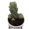 Zebra Wart1 Zebra Wart Plant | Natural Indoor Plant | Plants for Indoor Living Room | Plants for The Home Decor