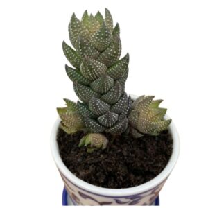 Zebra Wart1 Zebra Wart Plant | Natural Indoor Plant | Plants for Indoor Living Room | Plants for The Home Decor