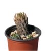 Zebrawart Zebra Wart Plant | Natural Indoor Plant | Plants for Indoor Living Room | Plants for The Home Decor