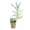 Blue Chalk Stick Plant | Natural Plants | Plants for The Home Decor | Best succulent plant