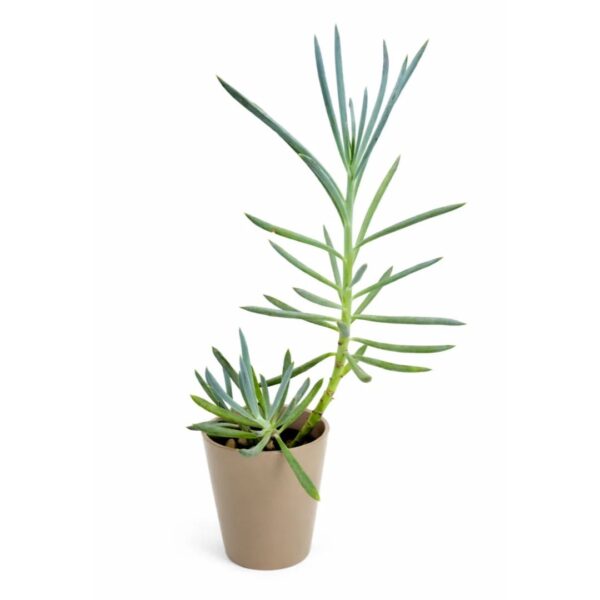 Blue Chalk Stick Plant | Natural Plants | Plants for The Home Decor | Best succulent plant