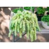 Burro's Tail Plant | Best Plants for Home as Per Vastu | Plants for The Home Decor | Best Hanging Basket Plant