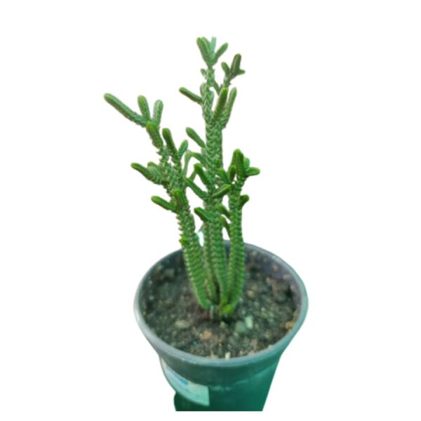 watch chain 3 Watch Chain Plant | Natural Indoor Plants | Best Plants for Home as Per Vastu | Plants for The Home Decor